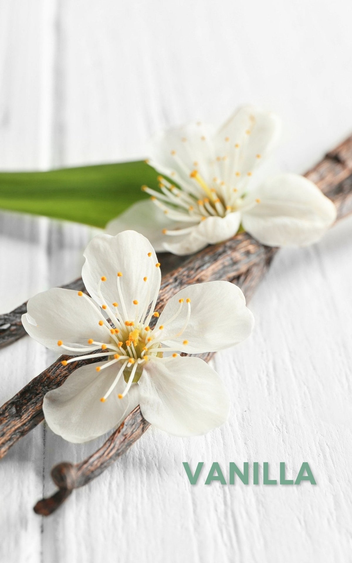 Coral Perfume Oil Concentrate Mini Rollie with Gemstones by Sage - The Sage Lifestyle