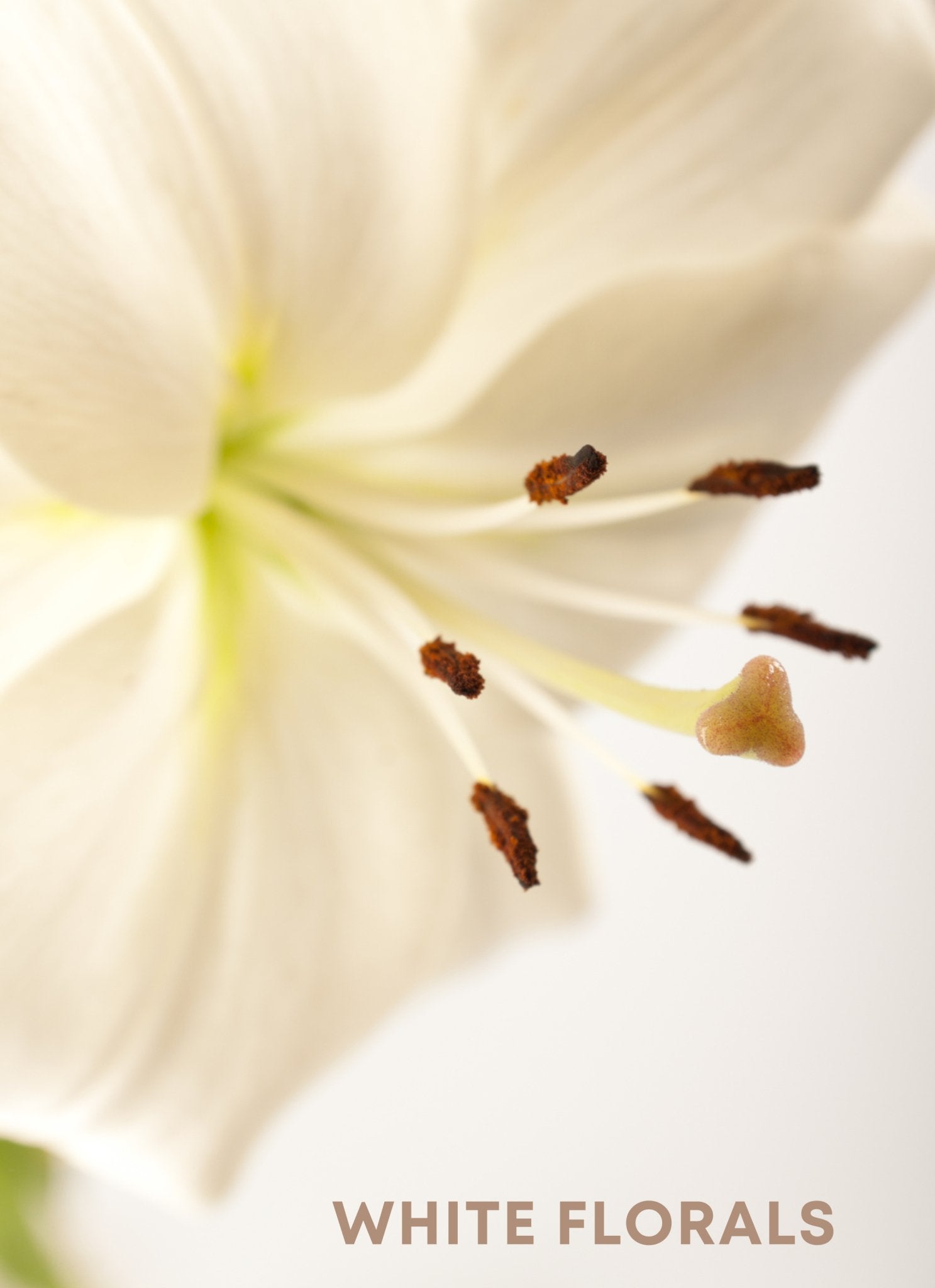 Fragrance includes stunning collection of white floral scents, radiating beauty and refinement, creating a distinct aroma