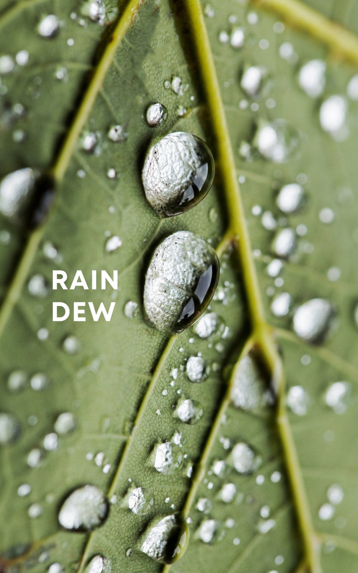 Perfume scent inspired by delicate droplets of rain dew, capturing the essence of nature&