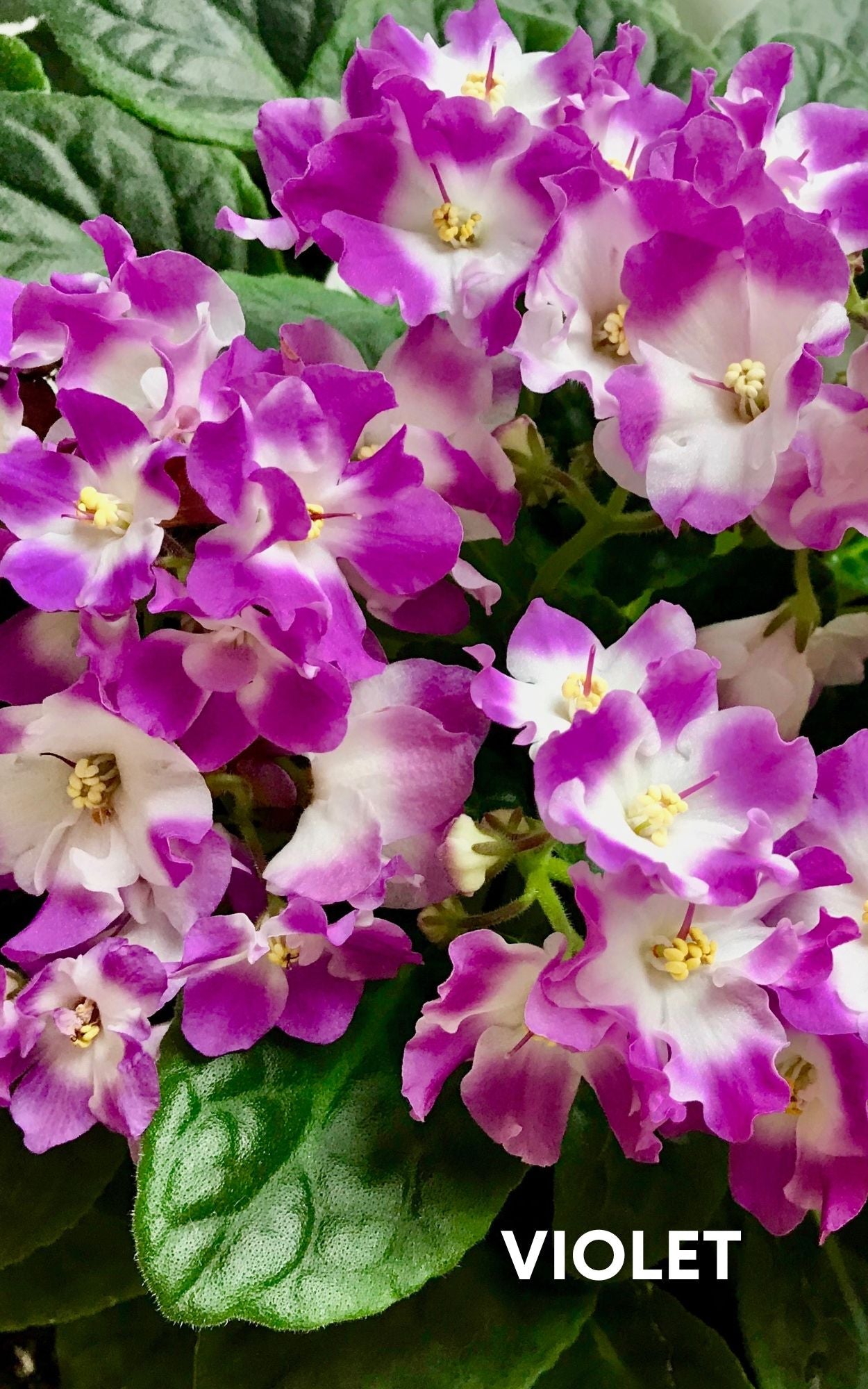 Garnet & Amethyst Blend Perfume Oil Sample by Sage - The Sage Lifestyle