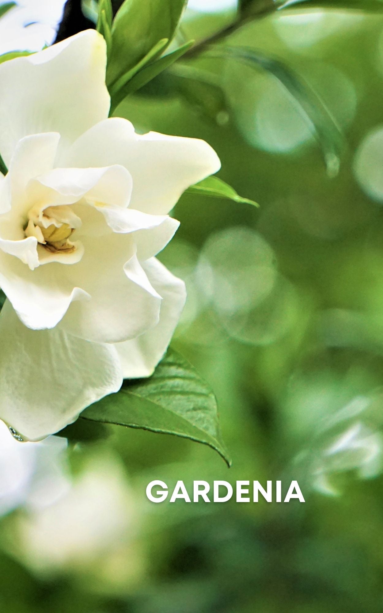Garnet & Amethyst Blend Perfume Oil Sample by Sage - The Sage Lifestyle