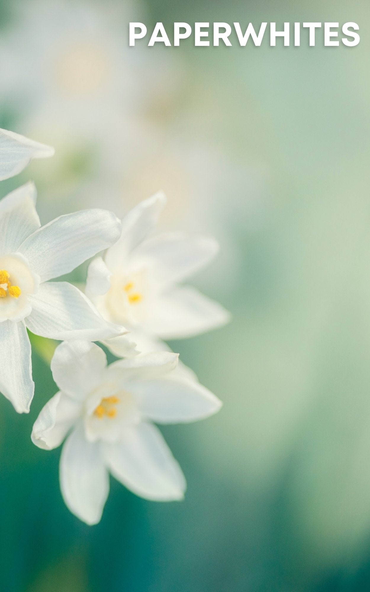 Moonstone 2oz Perfume Eau de Toilette by Sage - The Sage Lifestyle