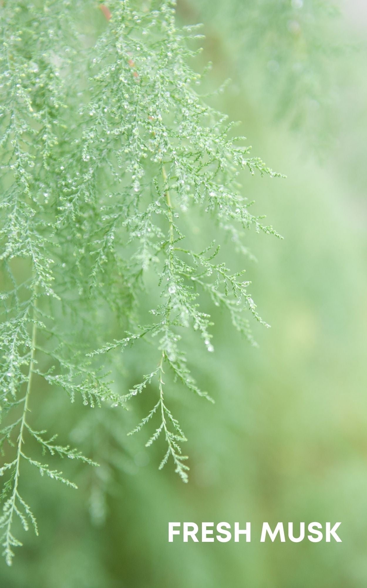 Made up of complex range of aromas: woodsy and subtle