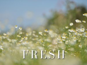 Fresh Perfumes