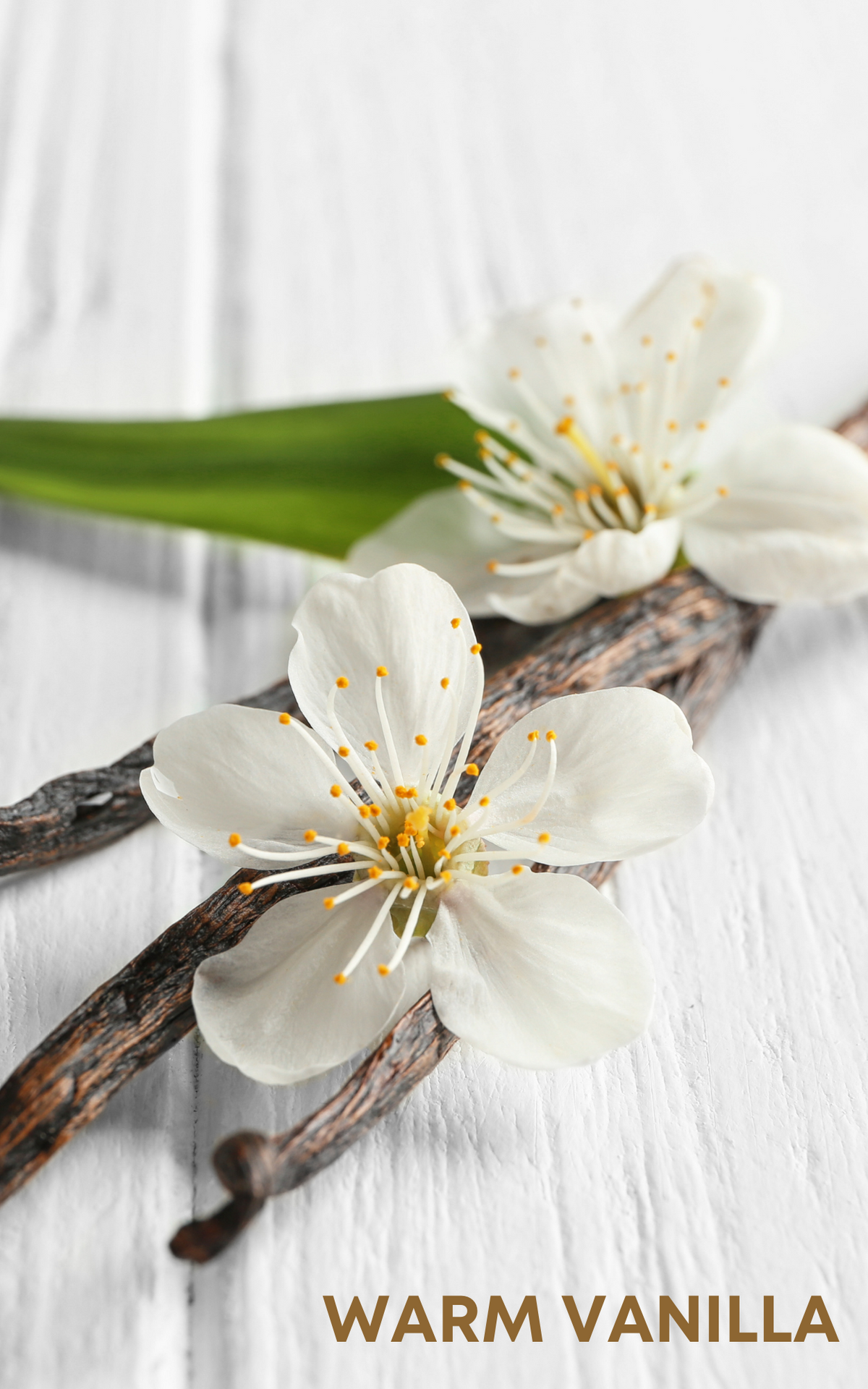 contains notes include of sandalwood bark with rich, warm brown tones, highlighting its earthy and woody qualities
