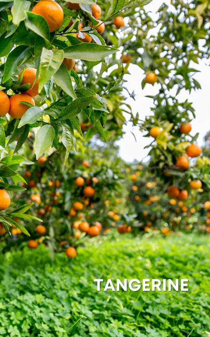 tangerine tree