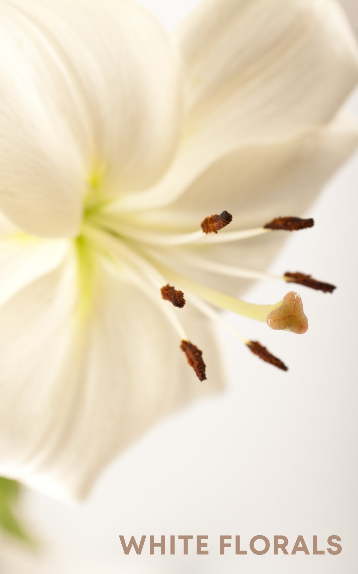 sage lily flower Diamond Perfume Mini Rollie | Subtle
