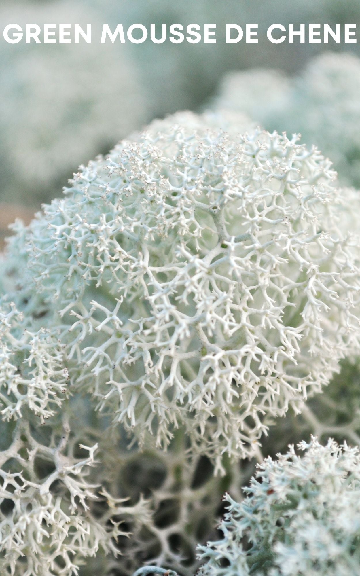 Pearl contains notes of vibrant green mousse de chene, showcasing a smooth and subtle fragrance
